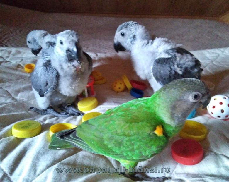 papagaliJako 12 - papagali blanzi Jako African Grey - Timisoara