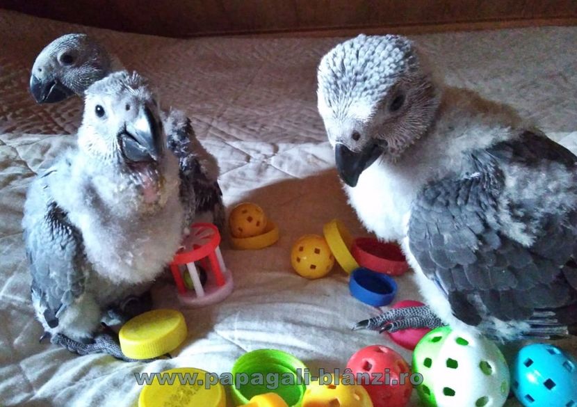 papagaliJako 13 - papagali blanzi Jako African Grey - Timisoara