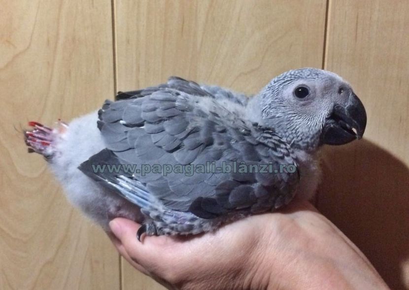 papagaliJako 15 - papagali blanzi Jako African Grey - Timisoara