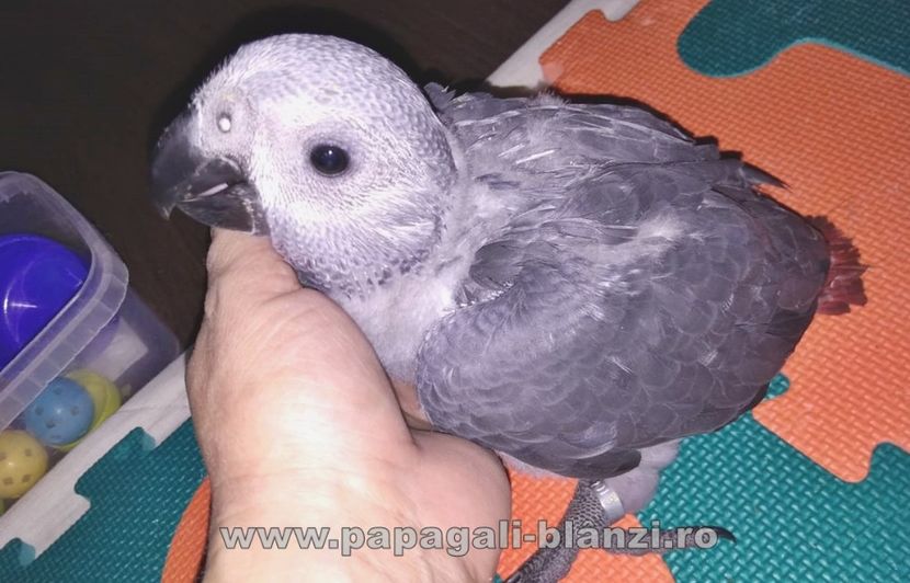 papagaliJako 18 - papagali blanzi Jako African Grey - Timisoara