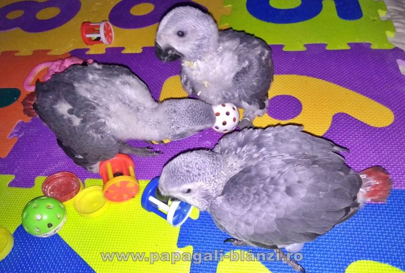 papagaliJako 19 - papagali blanzi Jako African Grey - Timisoara