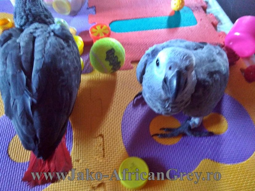 papagaliJako 26 - papagali blanzi Jako African Grey - Timisoara