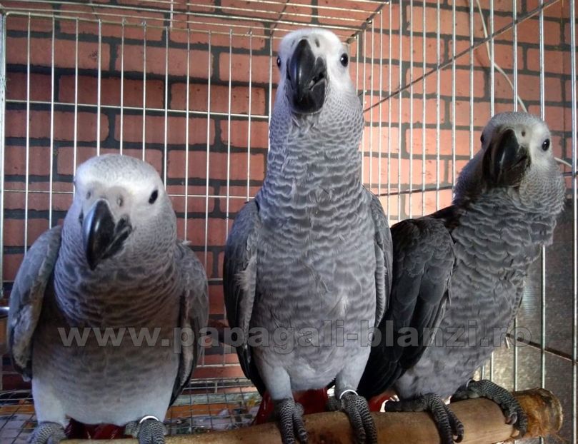 papagaliJako 29 - papagali blanzi Jako African Grey - Timisoara
