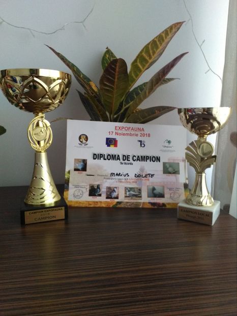  - Porumbei Giant Homer 2019