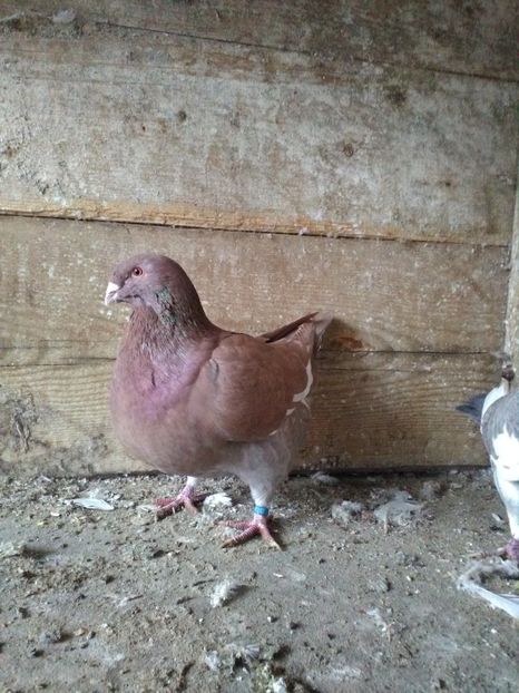  - Porumbei Giant Homer 2019