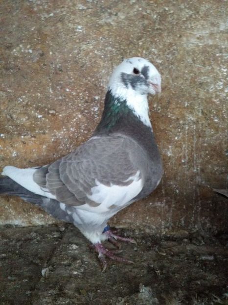  - Porumbei Giant Homer 2019