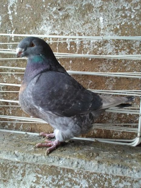  - Porumbei Giant Homer 2019