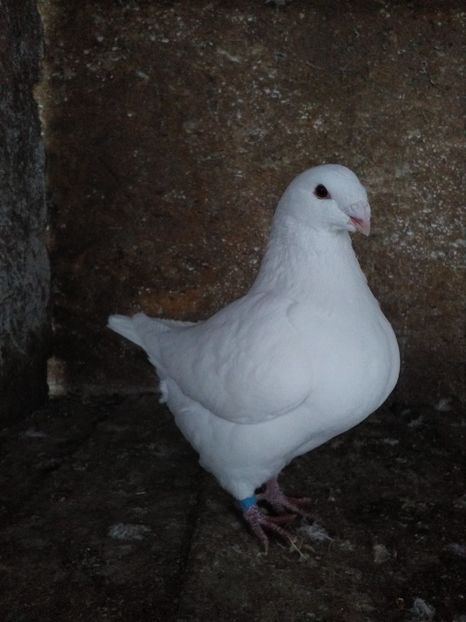  - Porumbei Giant Homer 2019