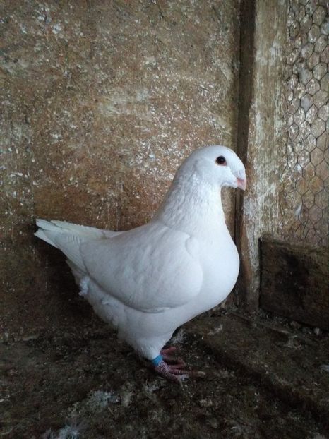  - Porumbei Giant Homer 2019