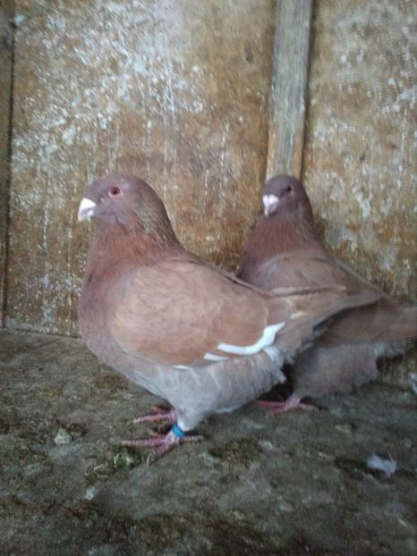  - Porumbei Giant Homer 2019