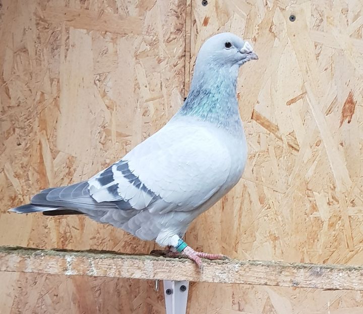 2 M 2018 - 2018 Albastri