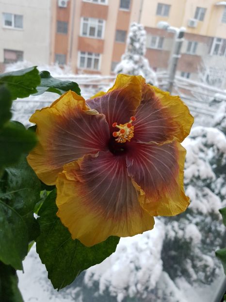  - Hibiscus Tahitian Rainbow Passion
