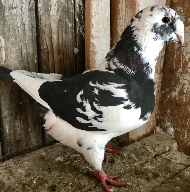 081BB4FC-5AAF-44D7-B80C-E47DDE249525 - AGH 2019