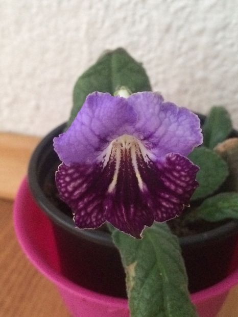 17.12.2018 - Streptocarpus Edmund - pierdut