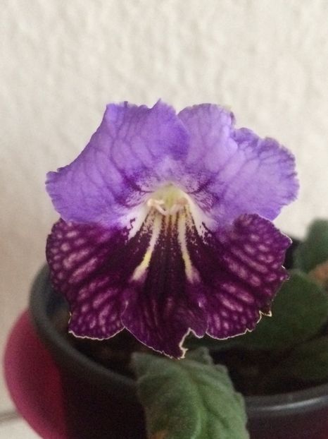 17.12.2018 - Streptocarpus Edmund - pierdut