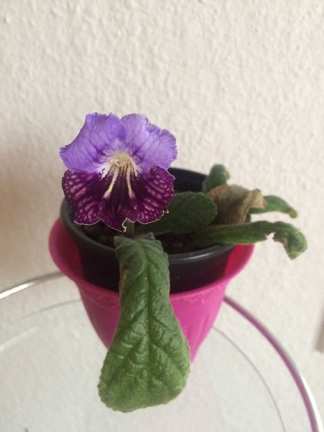 17.12.2018-Strepto.Edmund - Streptocarpus Edmund - pierdut