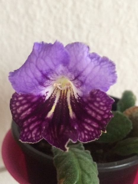 17.12.2018-puiul Edmund - Provizorii înfloriți