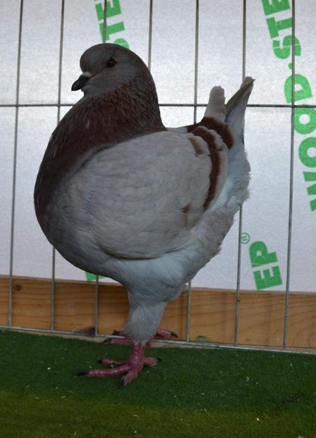 Campioana Magyar King Klub 2018 - Rezultate