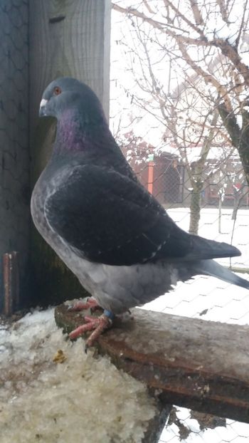  - Americani matca 2019