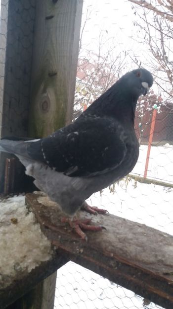  - Americani matca 2019