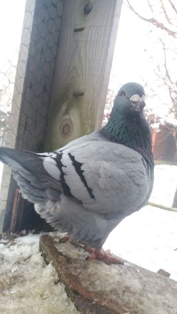  - Americani matca 2019