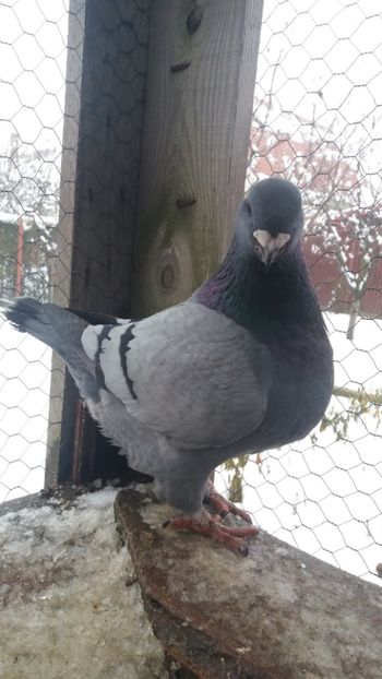  - Americani matca 2019