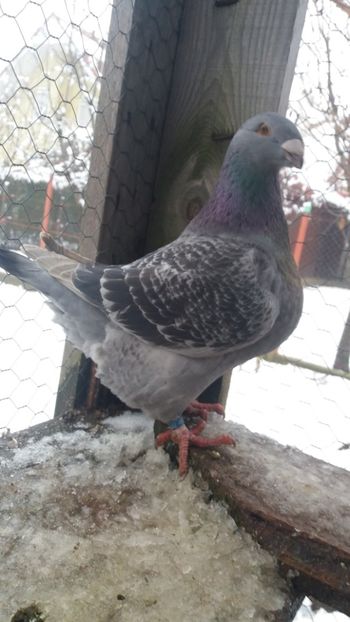  - Americani matca 2019