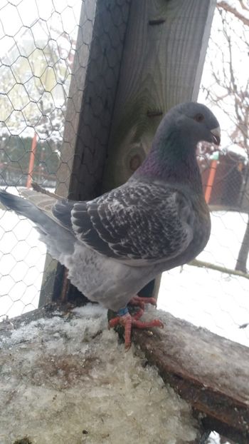  - Americani matca 2019