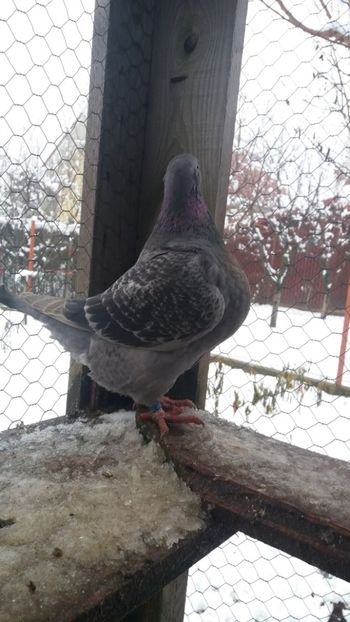 F 2018 RO - Americani matca 2019