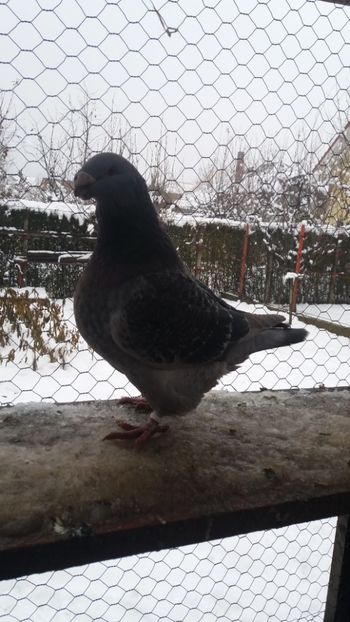  - Americani matca 2019