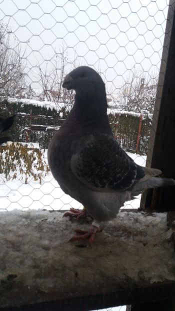 F  2017  H - Americani matca 2019