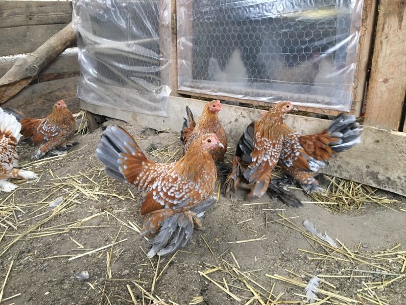 89FF135D-F19B-40DA-A3EF-9E8769FA6C47 - c--Mii de flori Auriu Albastru Portelan