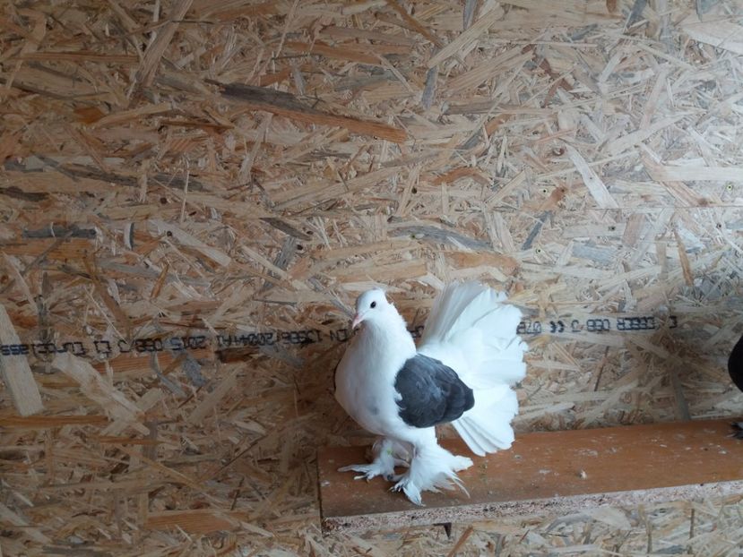  - porumbei voltati indieni