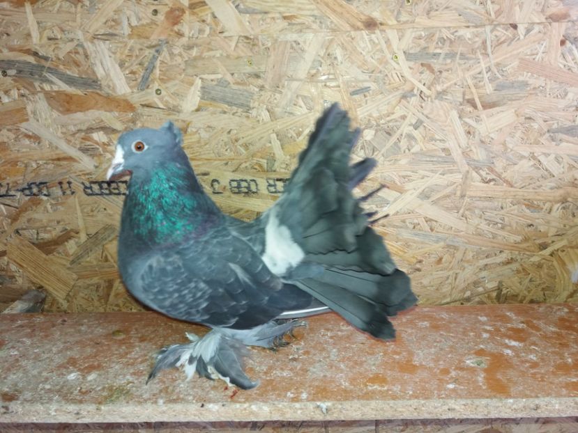  - porumbei voltati indieni