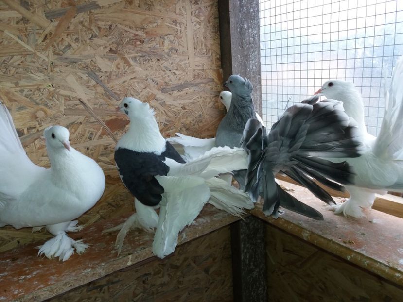  - porumbei voltati indieni