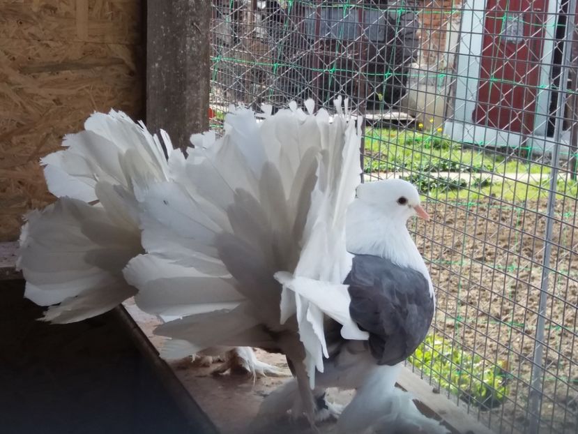  - porumbei voltati indieni