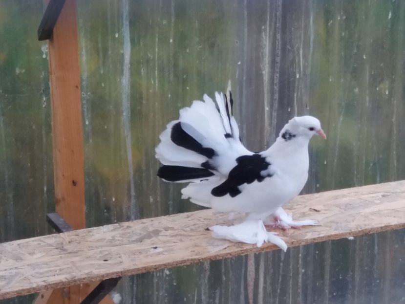  - porumbei voltati indieni