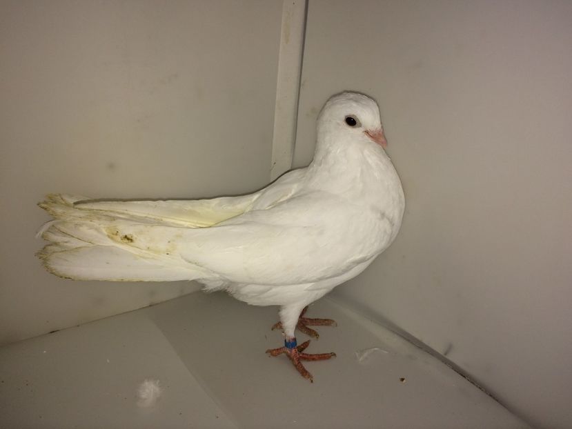 7203  mascul  2018 - Plecați ALBUM 2