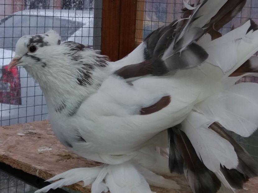 20181129_102702[1] - porumbei voltati indieni