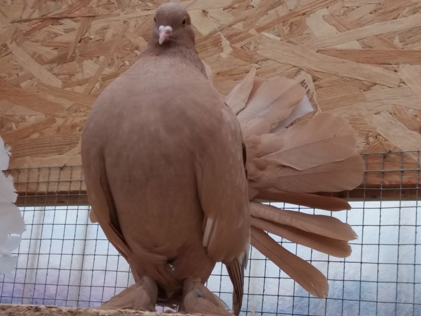 20181129_102710[1] - porumbei voltati indieni