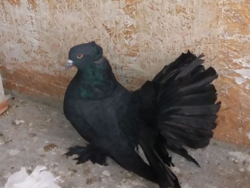 20181129_102831[1] - porumbei voltati indieni