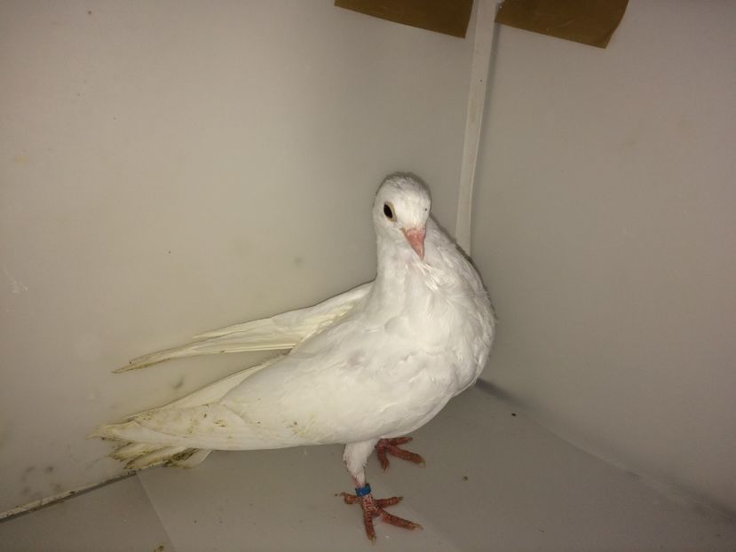 7204  femelă  2018 - Plecați ALBUM 2