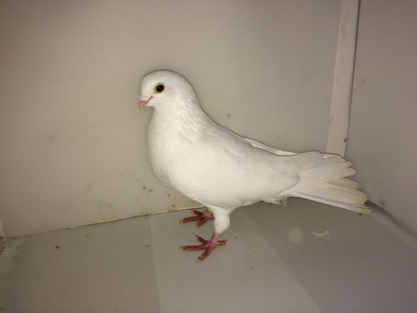 9084  mascul  2017 - Plecați ALBUM 2