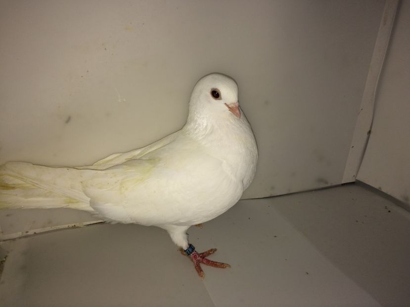 5170  femelă  2018 - Plecați ALBUM 2