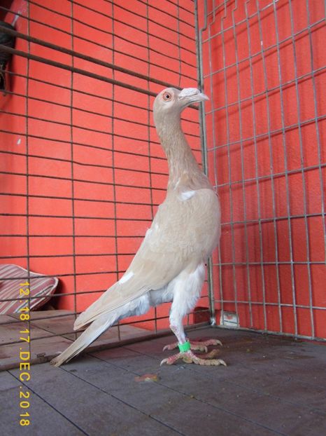 1.F - CARRIER PT MATCA 2019