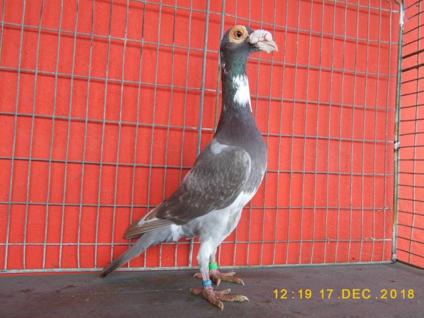 1M - CARRIER PT MATCA 2019