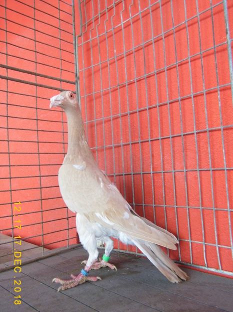 2F - CARRIER PT MATCA 2019