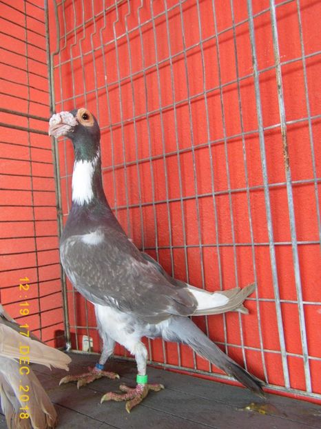 2M - CARRIER PT MATCA 2019