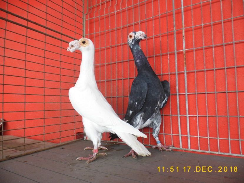  - CARRIER PT MATCA 2019