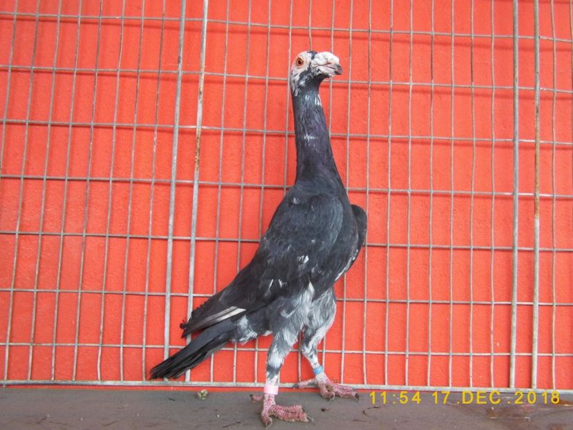 1-0.2018 - CARRIER PT MATCA 2019